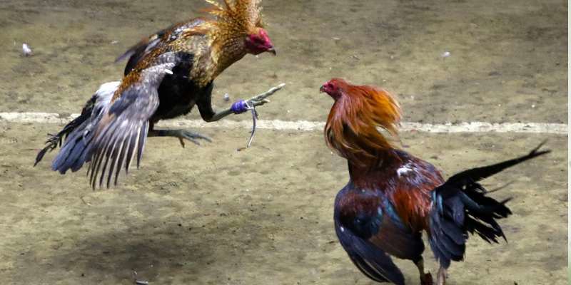 Đá gà TG88 mang lại nhiều cơ hội cho anh em