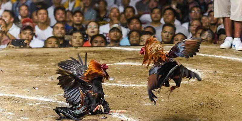 Mẹo chơi đá gà hiểu quả