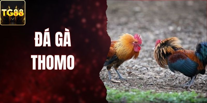 đá gà thomo avt