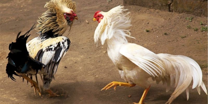 Giới thiệu về cách cược đá gà